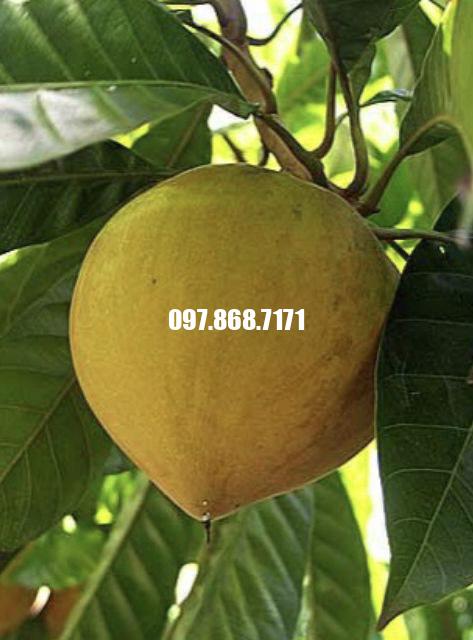 Cây Trứng Gà