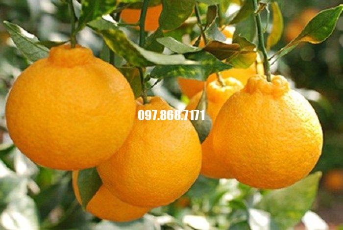 Cam Sumo Nhật Bản