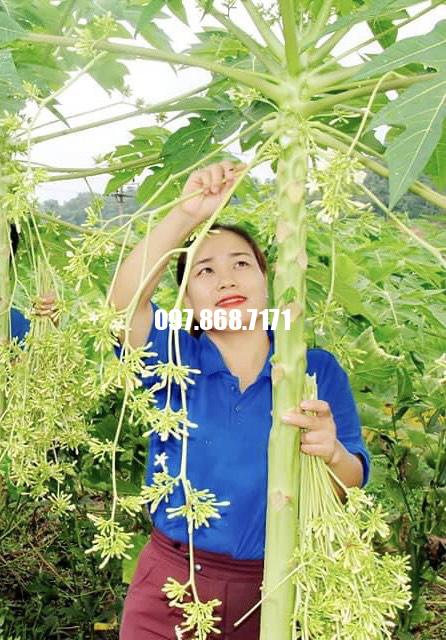 Đu Đủ Đực