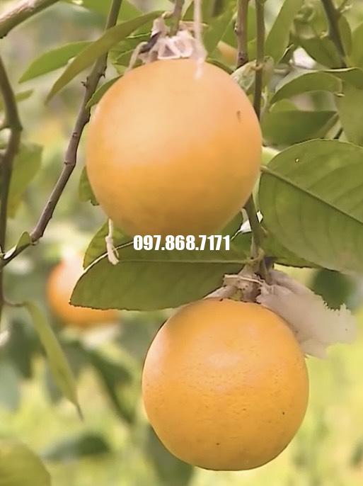 Chanh Vàng Khổng Lồ