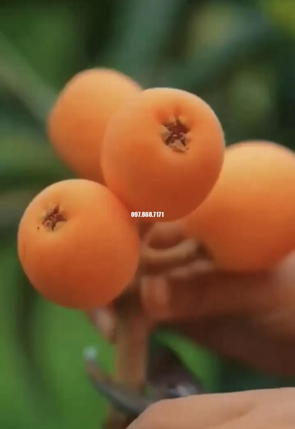 Cây Nhót Nhật