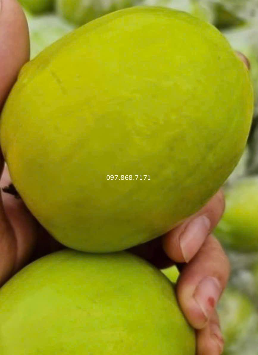 Cây Táo Đại Mật