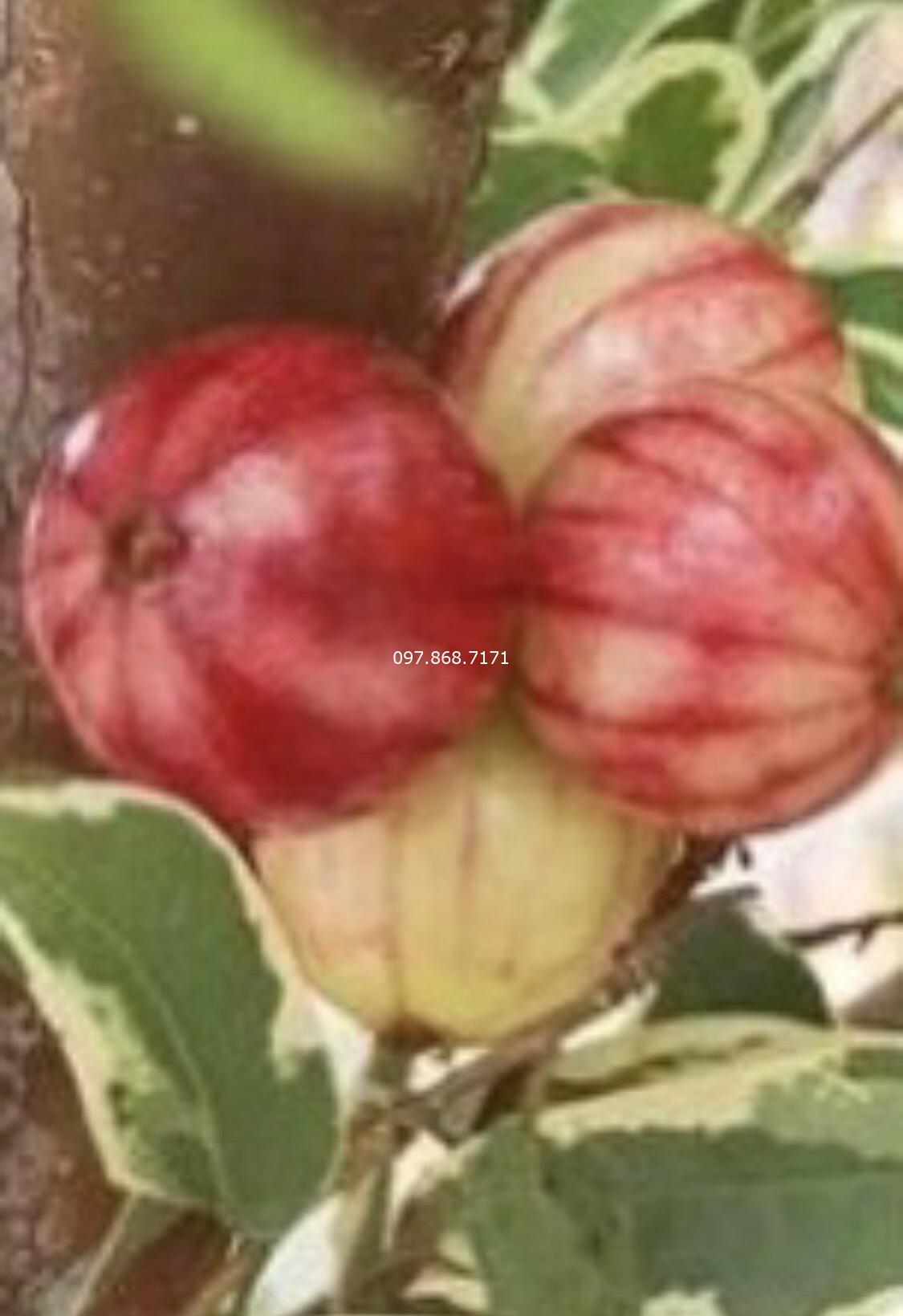 Nho Thân Gỗ Cẩm Thạch
