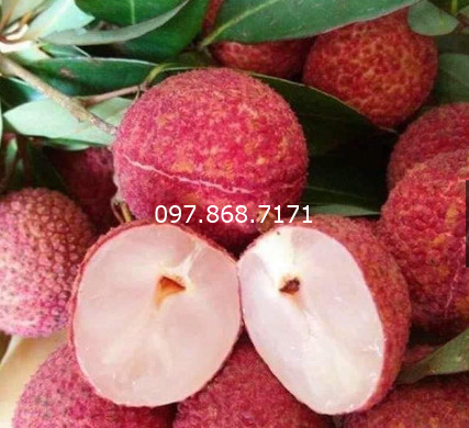 Vải Thiều Không Hạt