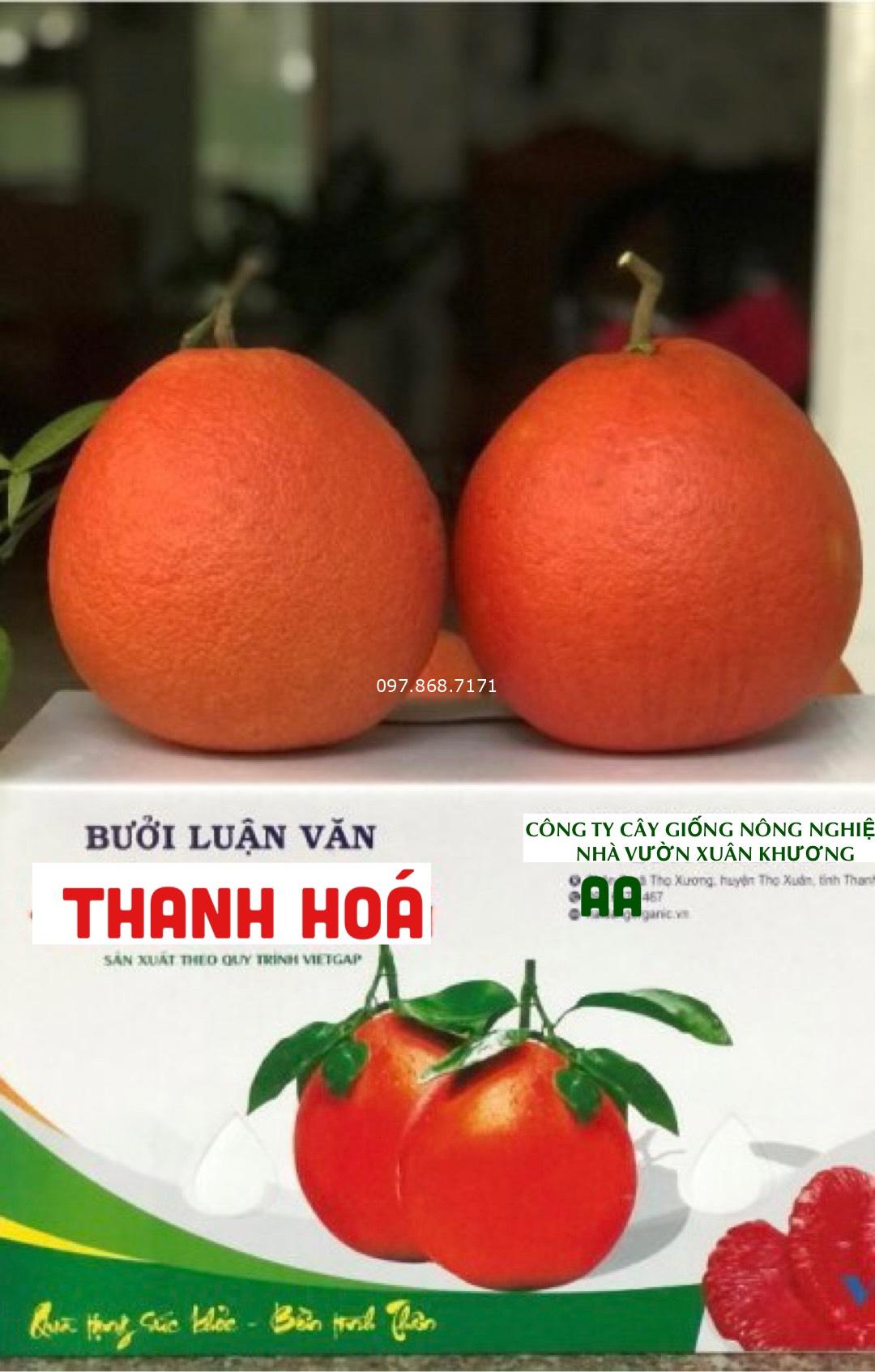 Bưởi Đỏ Luận Văn