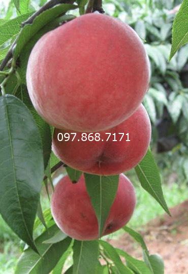 Đào Tiên Nhật Bản