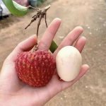 Vải Ngọt Khổng Lồ