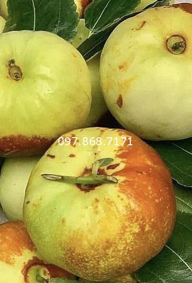 Táo Tầu Đỏ Panzao