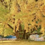 Kỹ thuật trồng và chăm sóc cây Bạch Quả – Ngân Hạnh