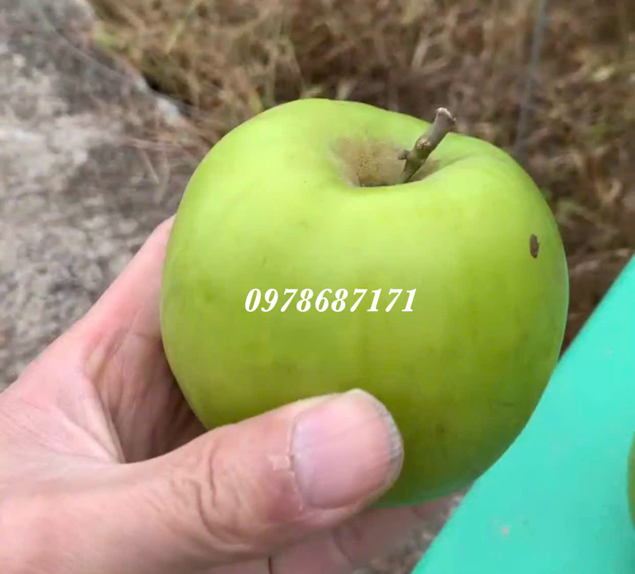 Táo Đài Loan Thế Hệ Mới